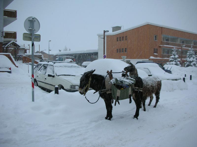 alpe-2006-140.jpg