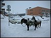 alpe-2006-140.jpg