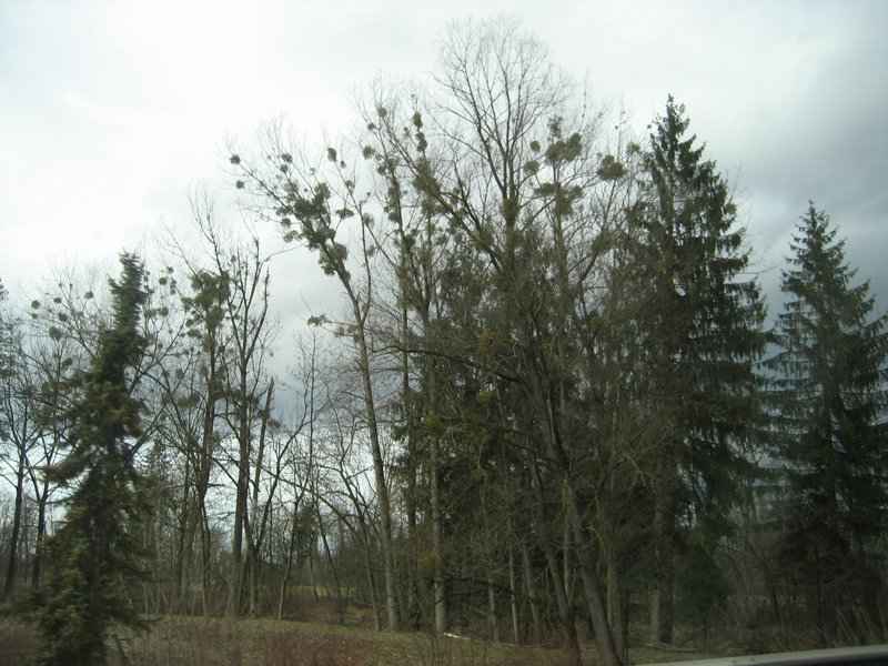 IMG_4557.JPG