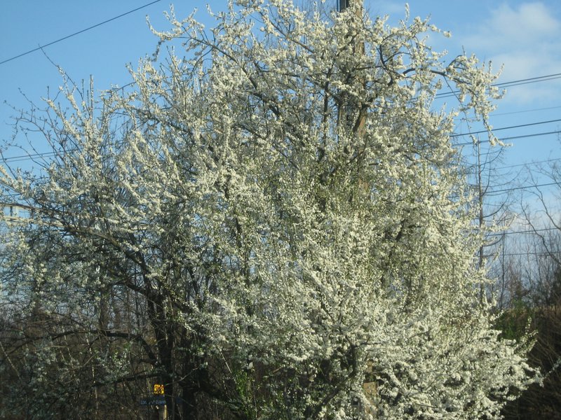 IMG_5774.JPG