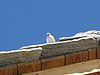 IMG_5592.JPG
