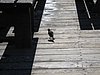 IMG_5598.JPG