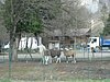 IMG_5700.JPG